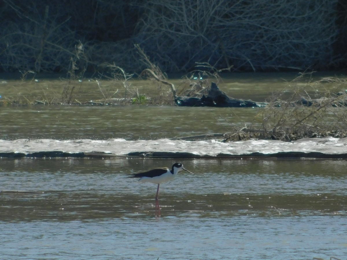 Black-necked Stilt (Black-necked) - ML617681199