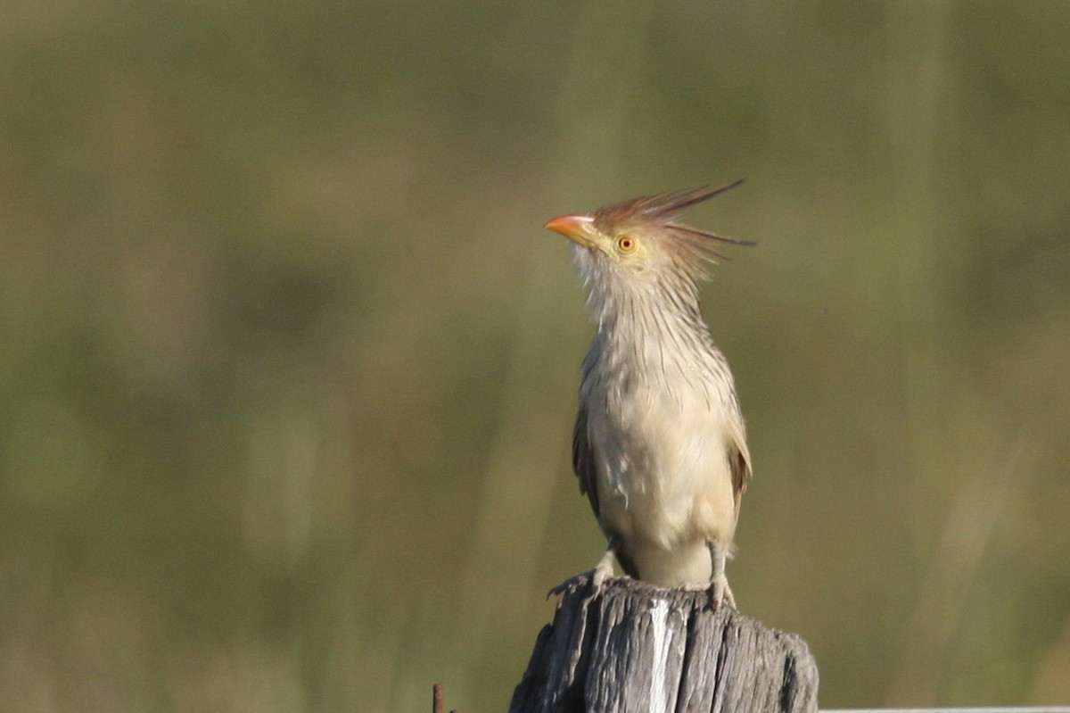 Guira Cuckoo - ML617681200