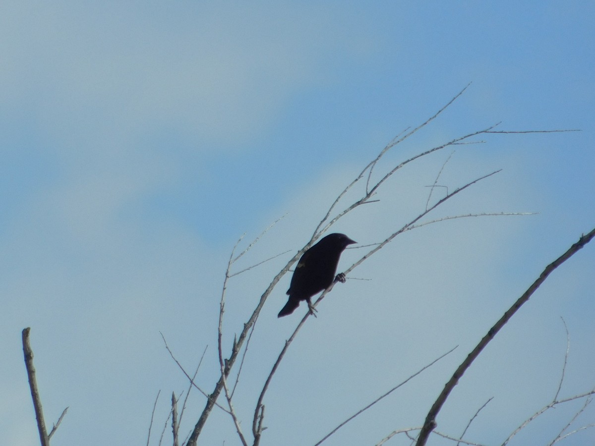 Red-winged Blackbird (Red-winged) - James Lee