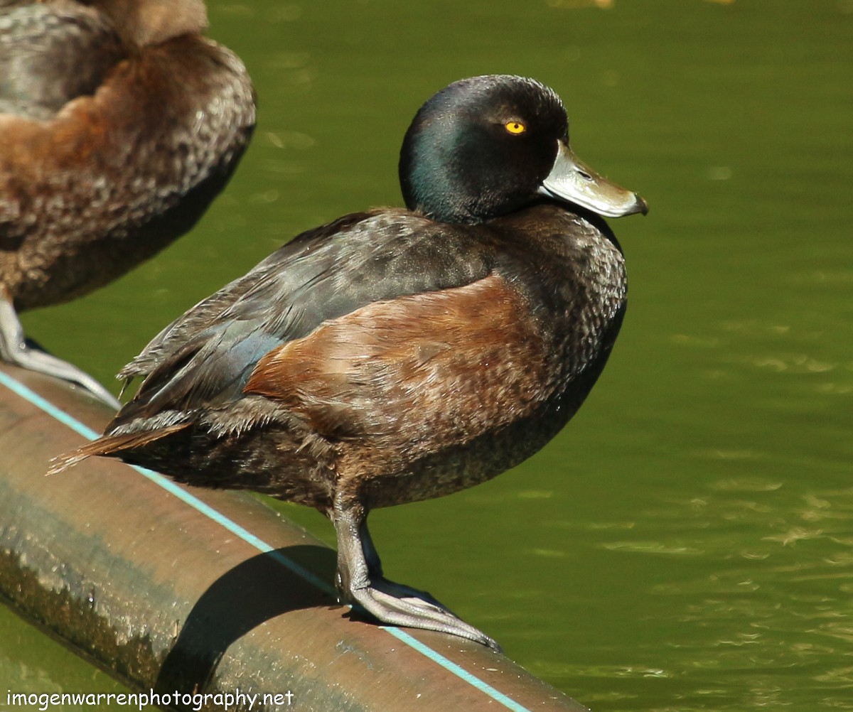 New Zealand Scaup - ML61768121