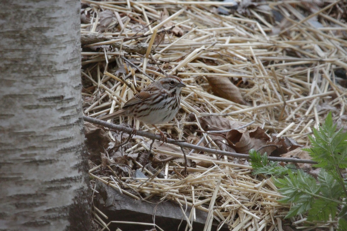Song Sparrow - Catherine Holland