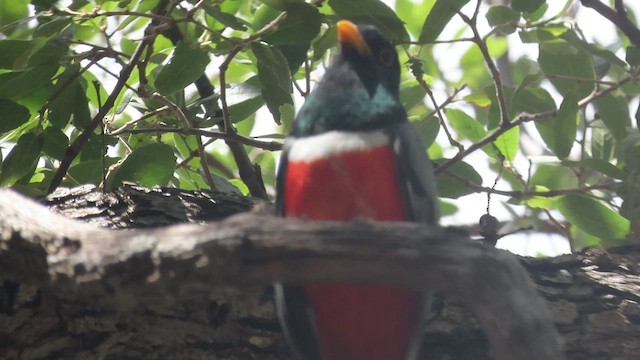 trogon krásný - ML617681224