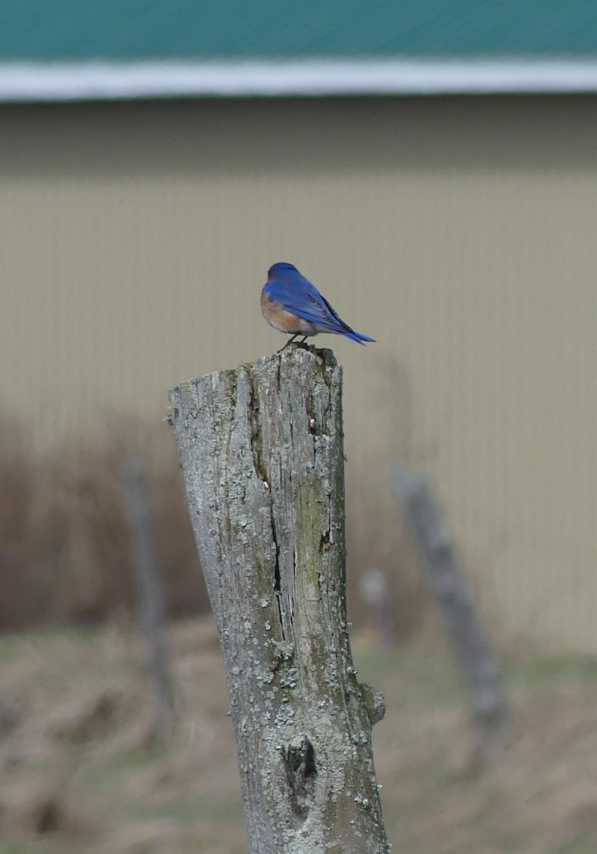 Eastern Bluebird - ML617681238