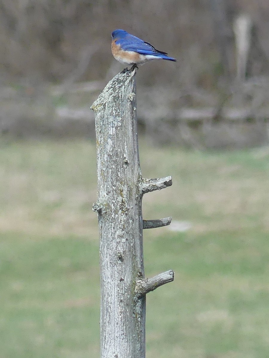 Eastern Bluebird - claudine lafrance cohl