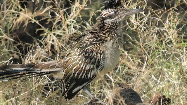 Greater Roadrunner - ML617681261