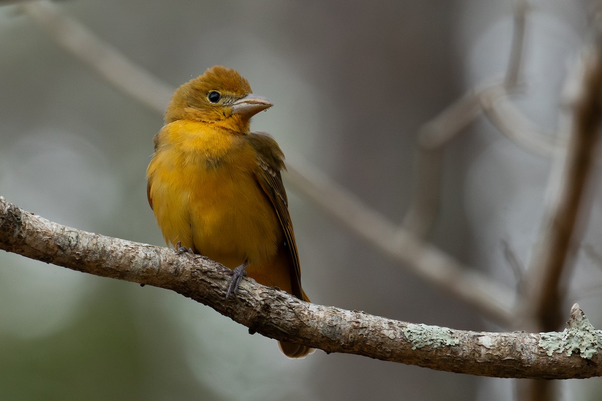 Summer Tanager - Mike Tucker