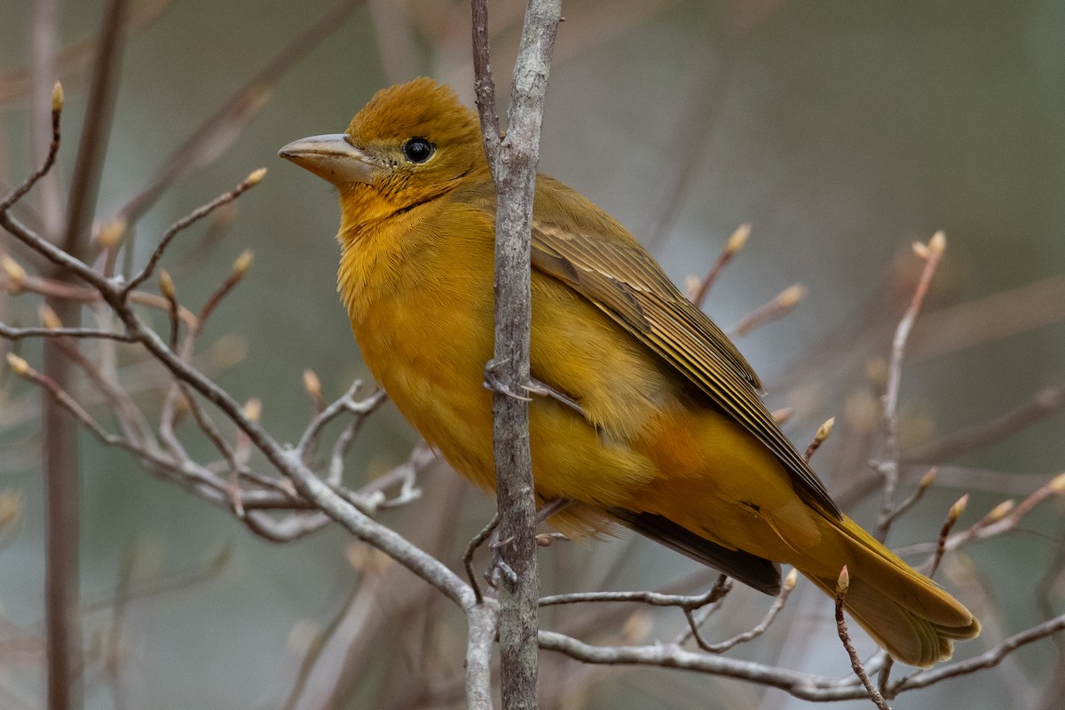 Summer Tanager - Mike Tucker