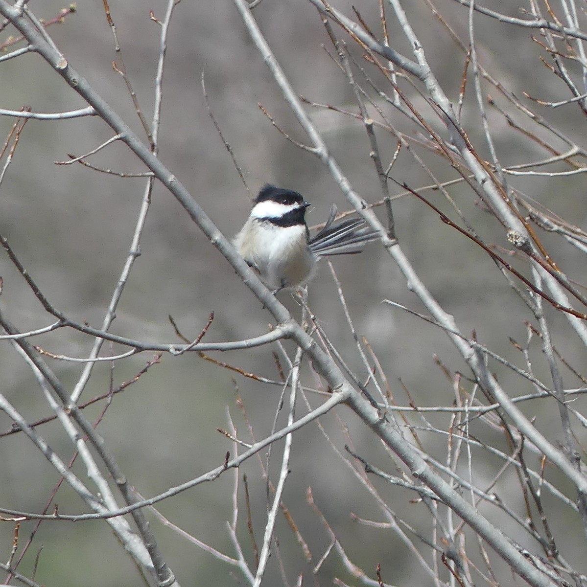 Black-capped Chickadee - claudine lafrance cohl