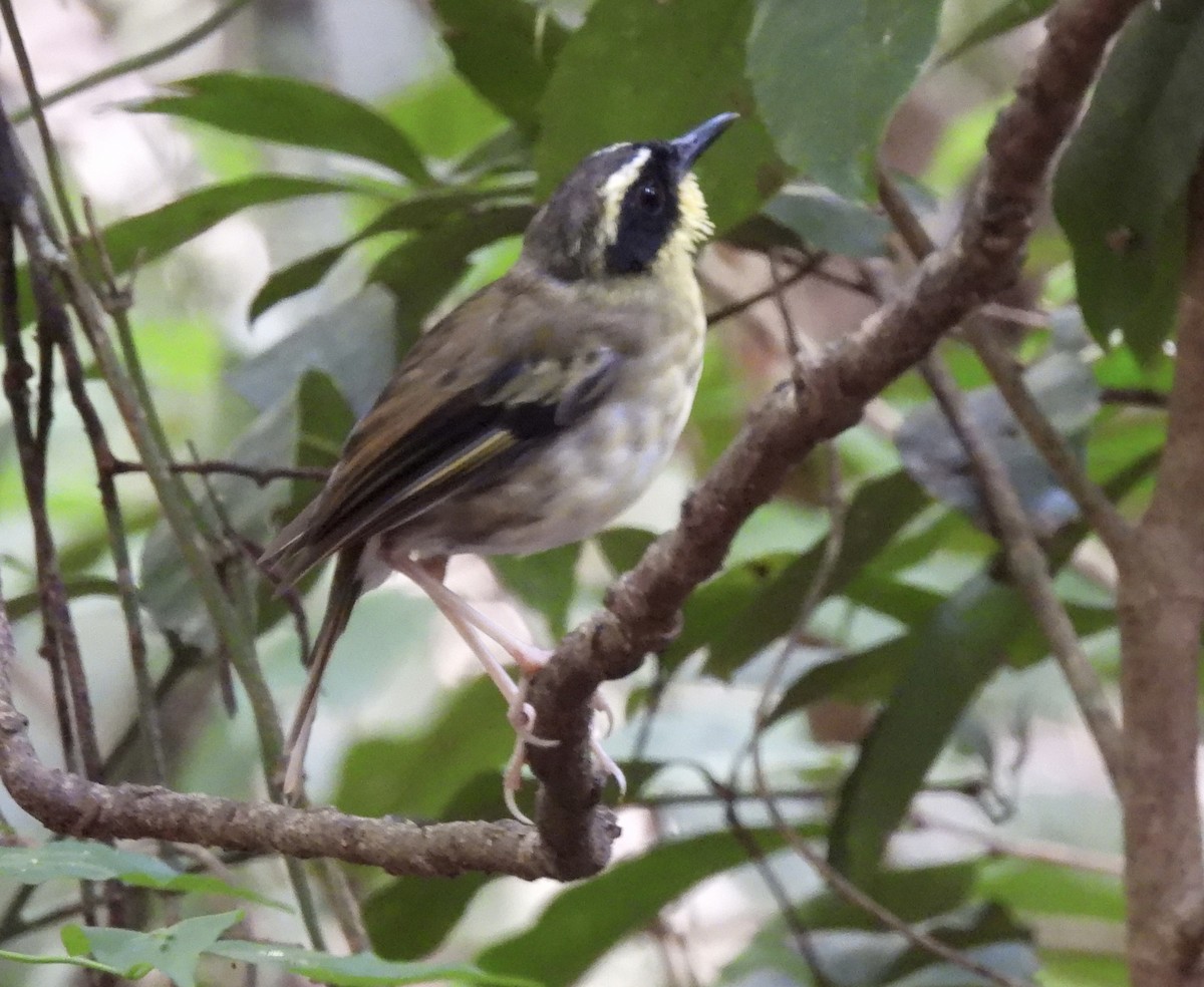 Yellow-throated Scrubwren - ML617681341