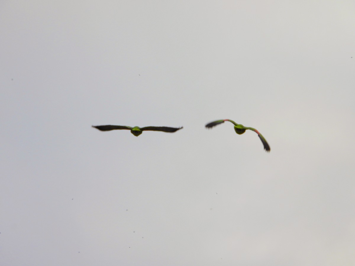 Yellow-crowned Parrot - ML617681356