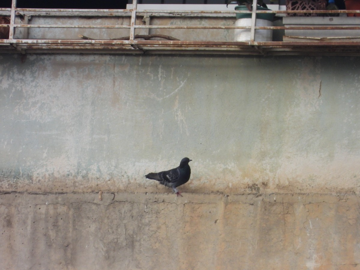 Rock Pigeon (Feral Pigeon) - ML617681379