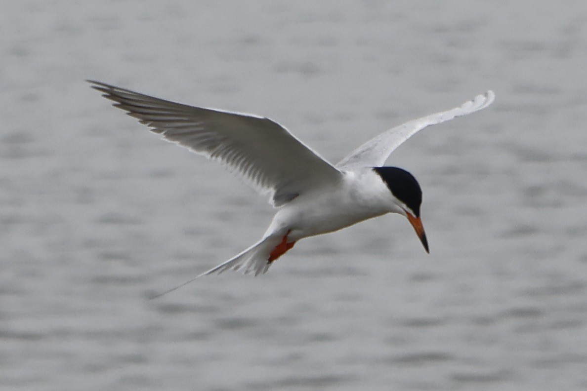 Forster's Tern - Daniel Morton