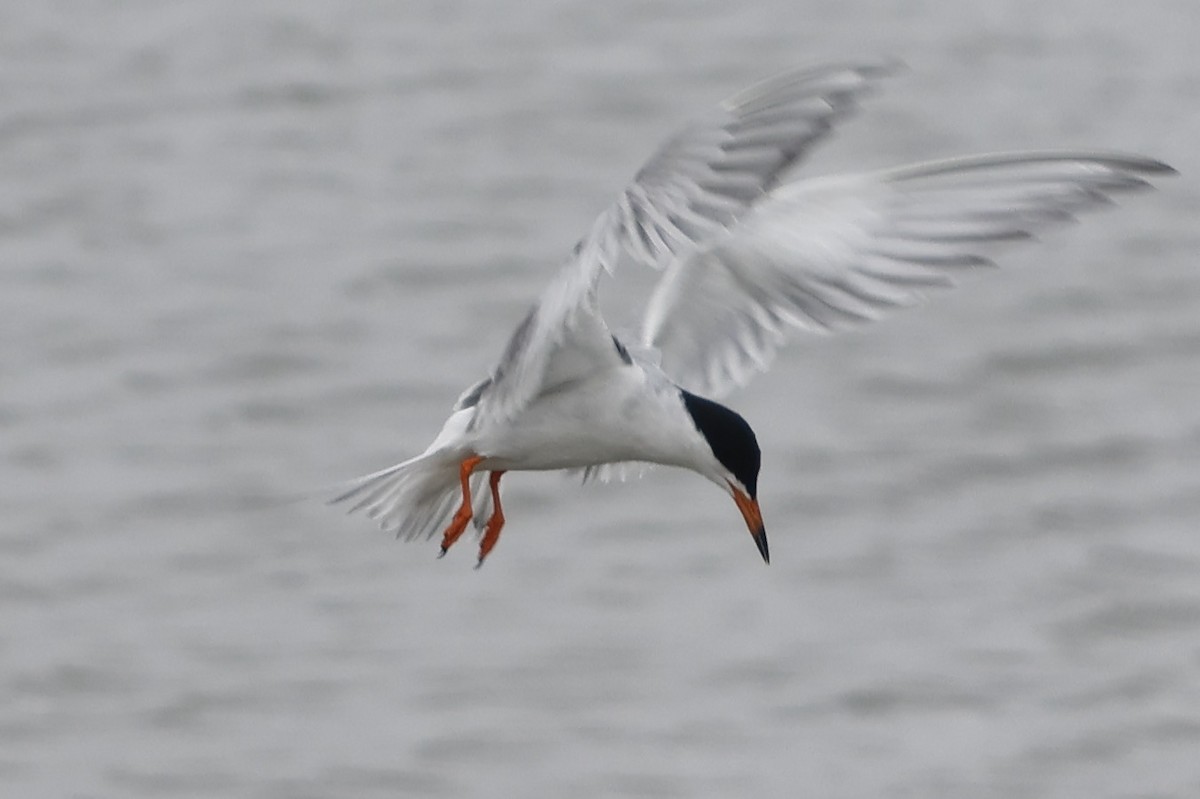 Forster's Tern - Daniel Morton