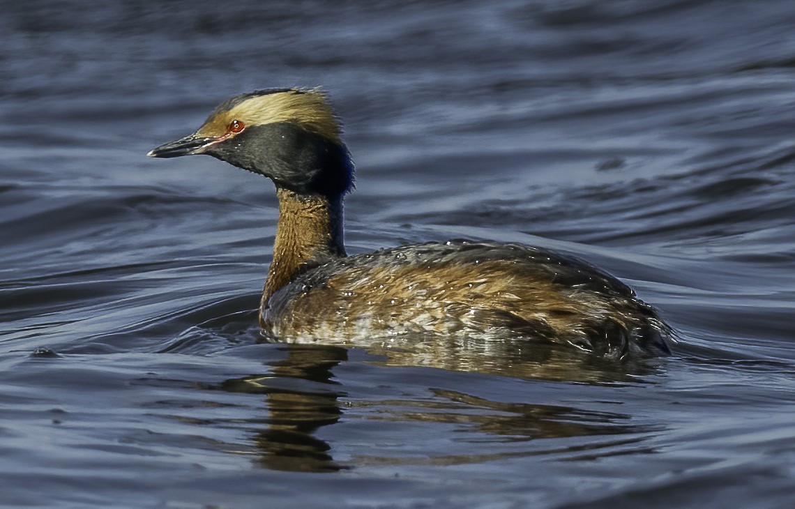 Horned Grebe - ML617681452