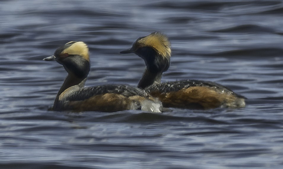 Horned Grebe - ML617681453