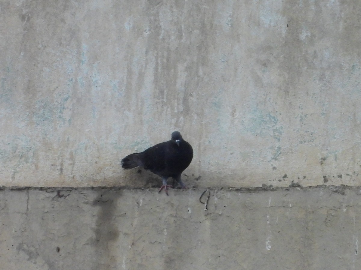 Rock Pigeon (Feral Pigeon) - ML617681462