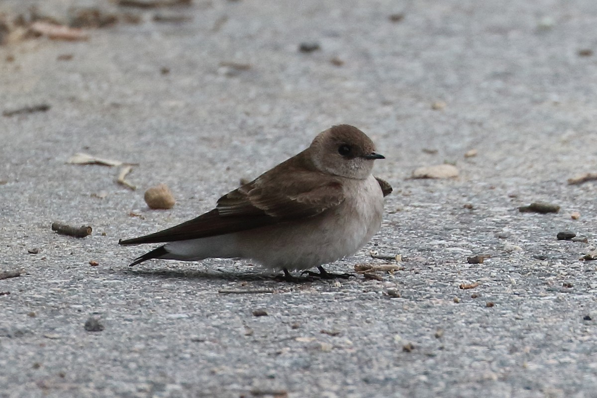 Northern Rough-winged Swallow - ML617681503