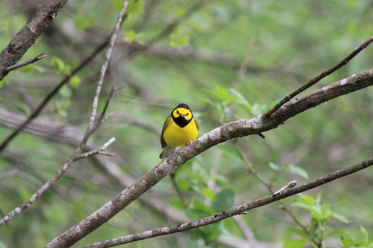 Hooded Warbler - James Pipes