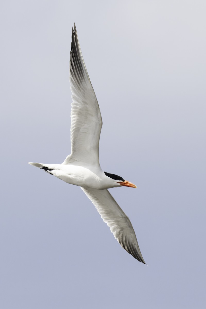 Caspian Tern - ML617681560