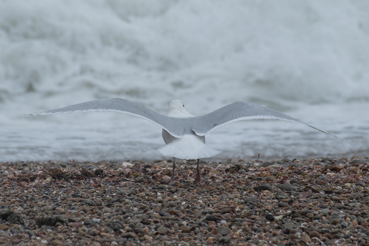 Iceland Gull (kumlieni) - ML617681578