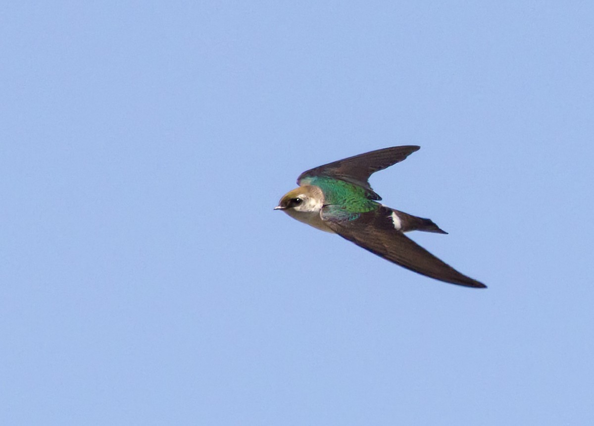 Violet-green Swallow - Roger Adamson