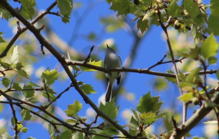 Blue-gray Gnatcatcher - ML617681592