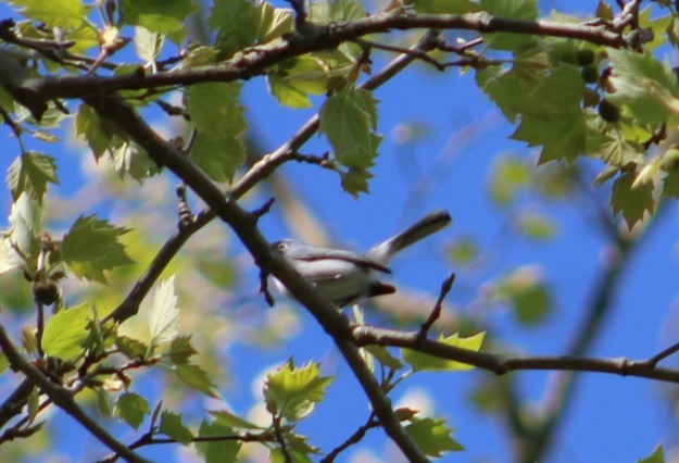 Blue-gray Gnatcatcher - Deborah  Hansen