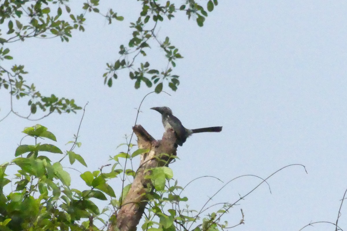 Western Dwarf Hornbill - ML617681648