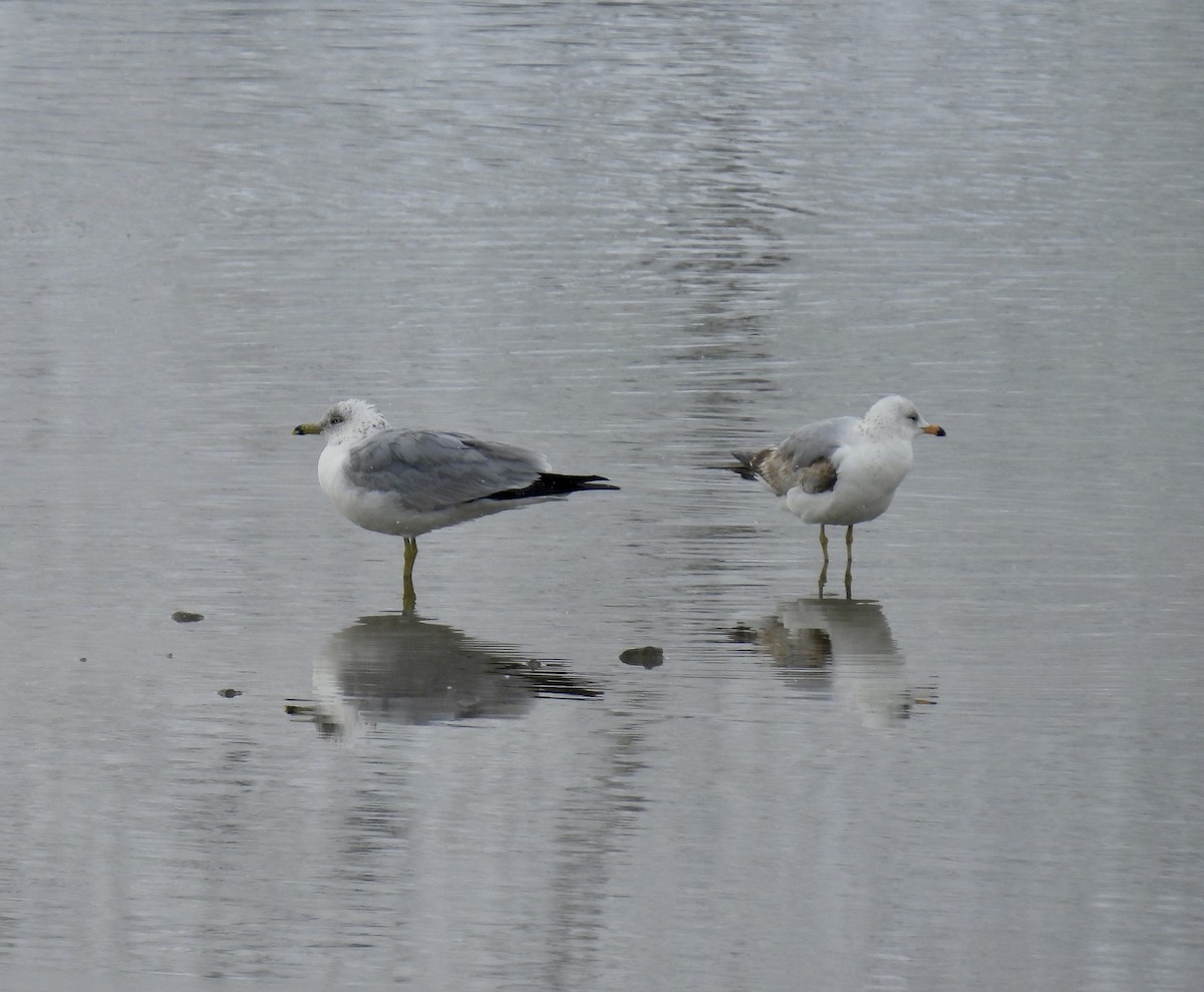 Ring-billed Gull - ML617681664