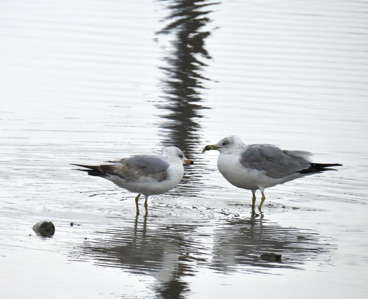 Ring-billed Gull - ML617681665