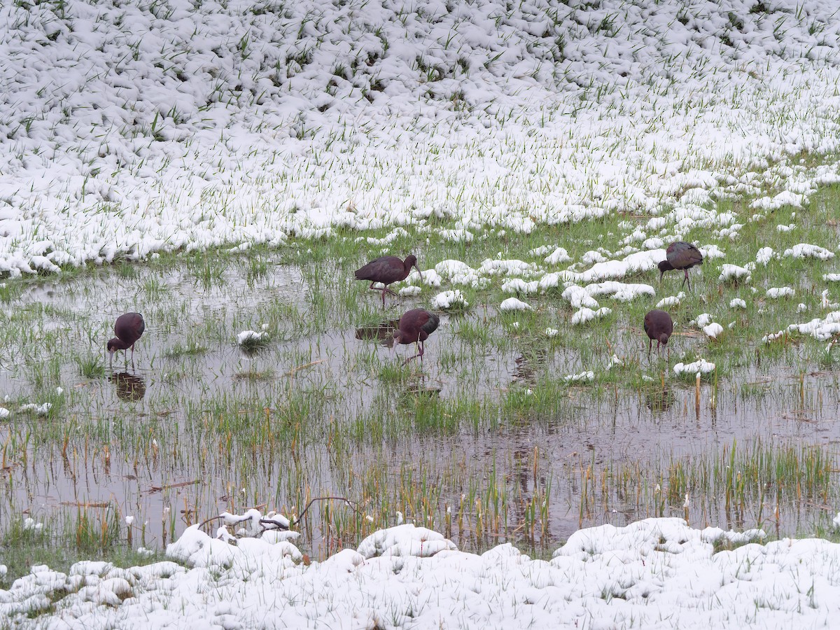 Ibis à face blanche - ML617681676