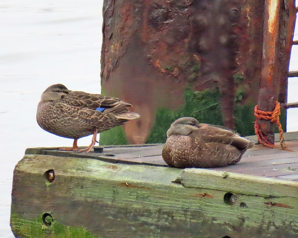 American Black Duck - ML617681720