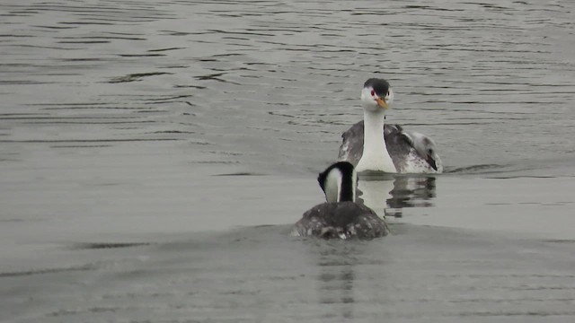 Clark's Grebe - ML617681755