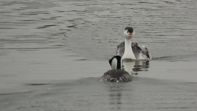 Clark's Grebe - ML617681755