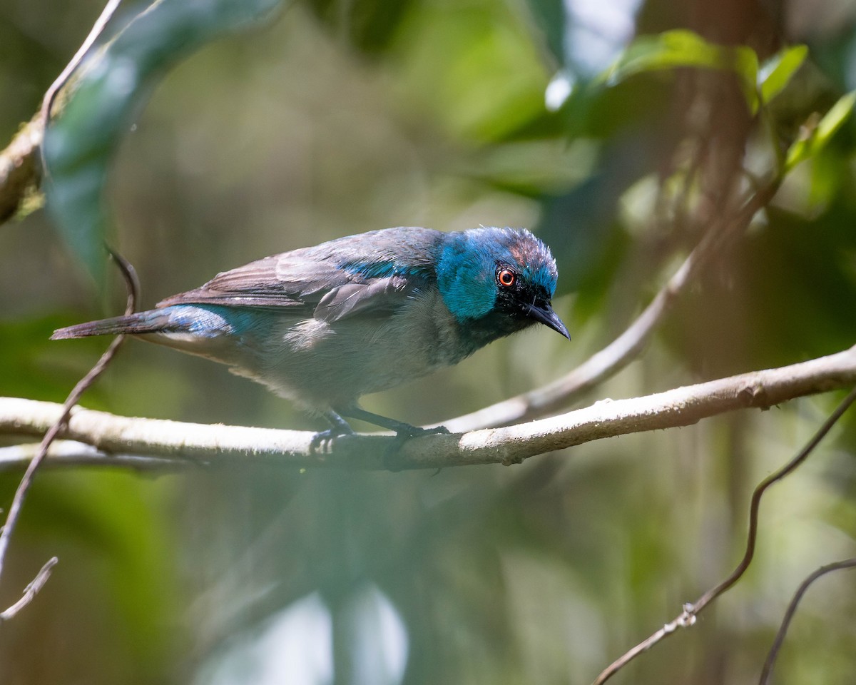 Scarlet-thighed Dacnis - ML617681762