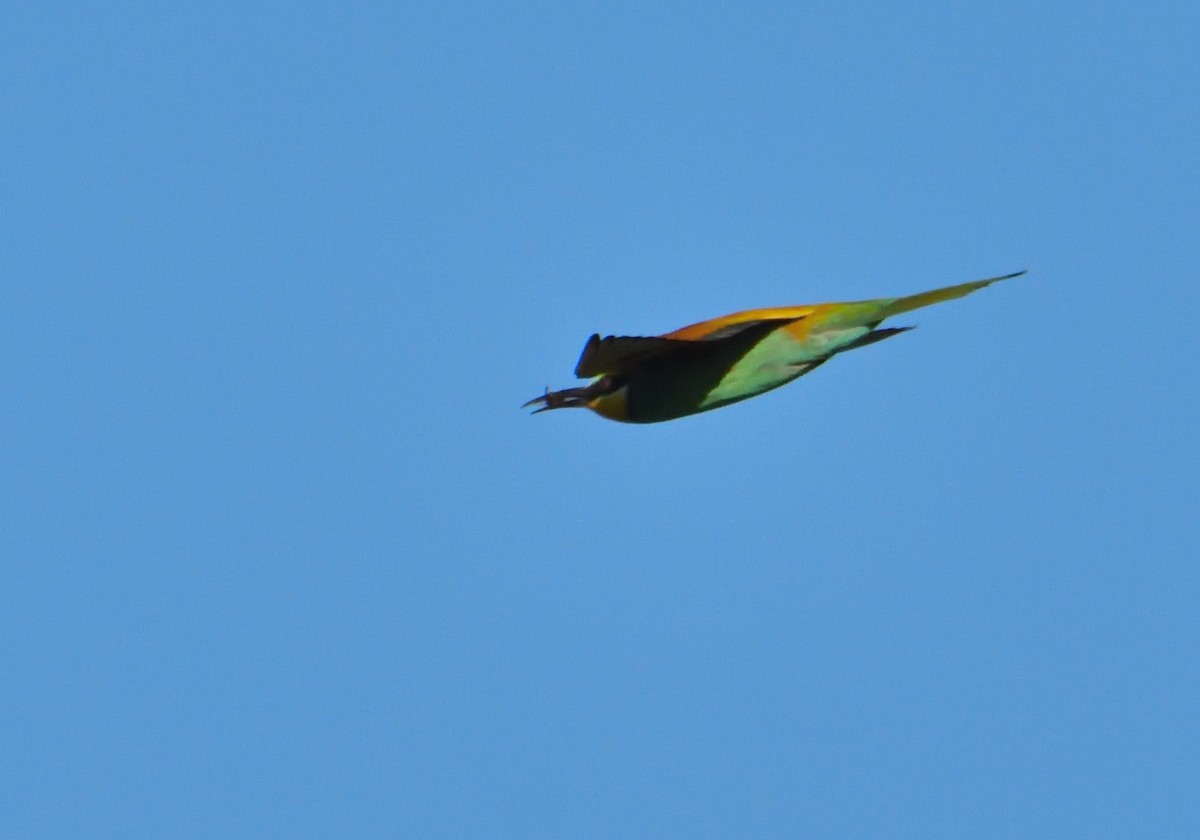 European Bee-eater - Mu Sano