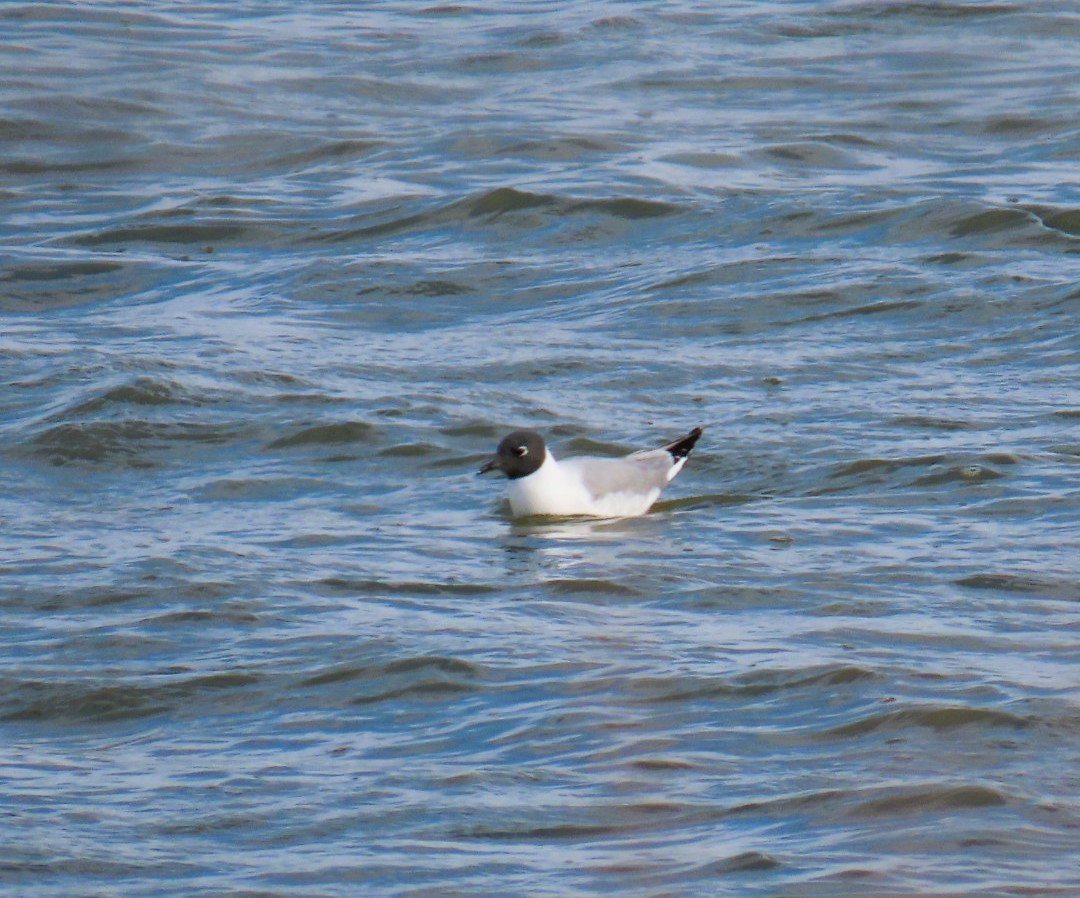 Mouette de Bonaparte - ML617681770