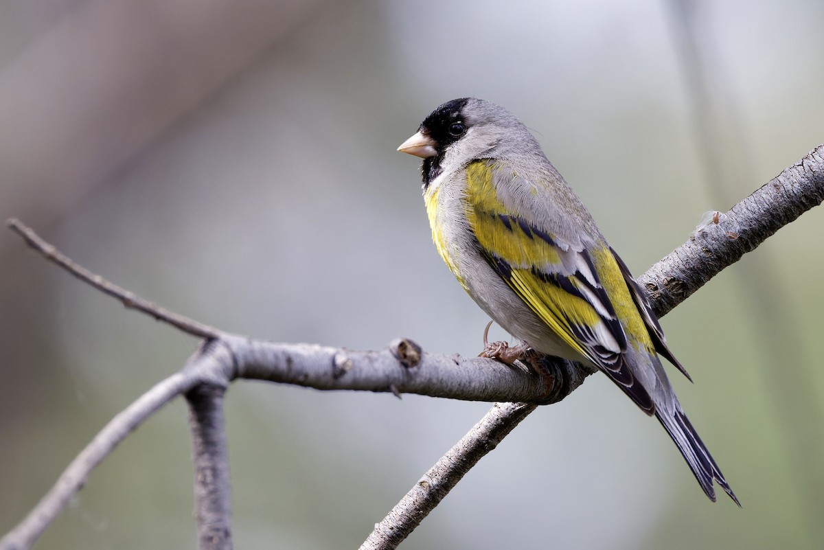 Lawrence's Goldfinch - Haim Weizman