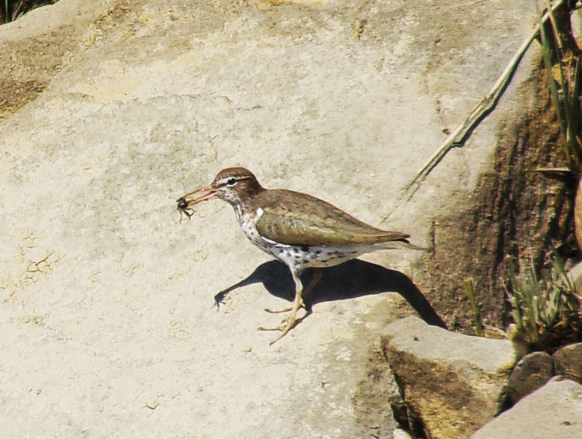 Spotted Sandpiper - ML617681779