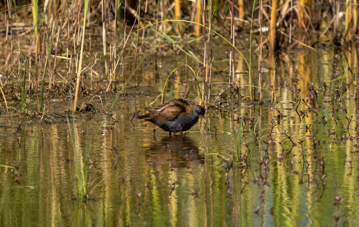 Little Crake - ML617681788