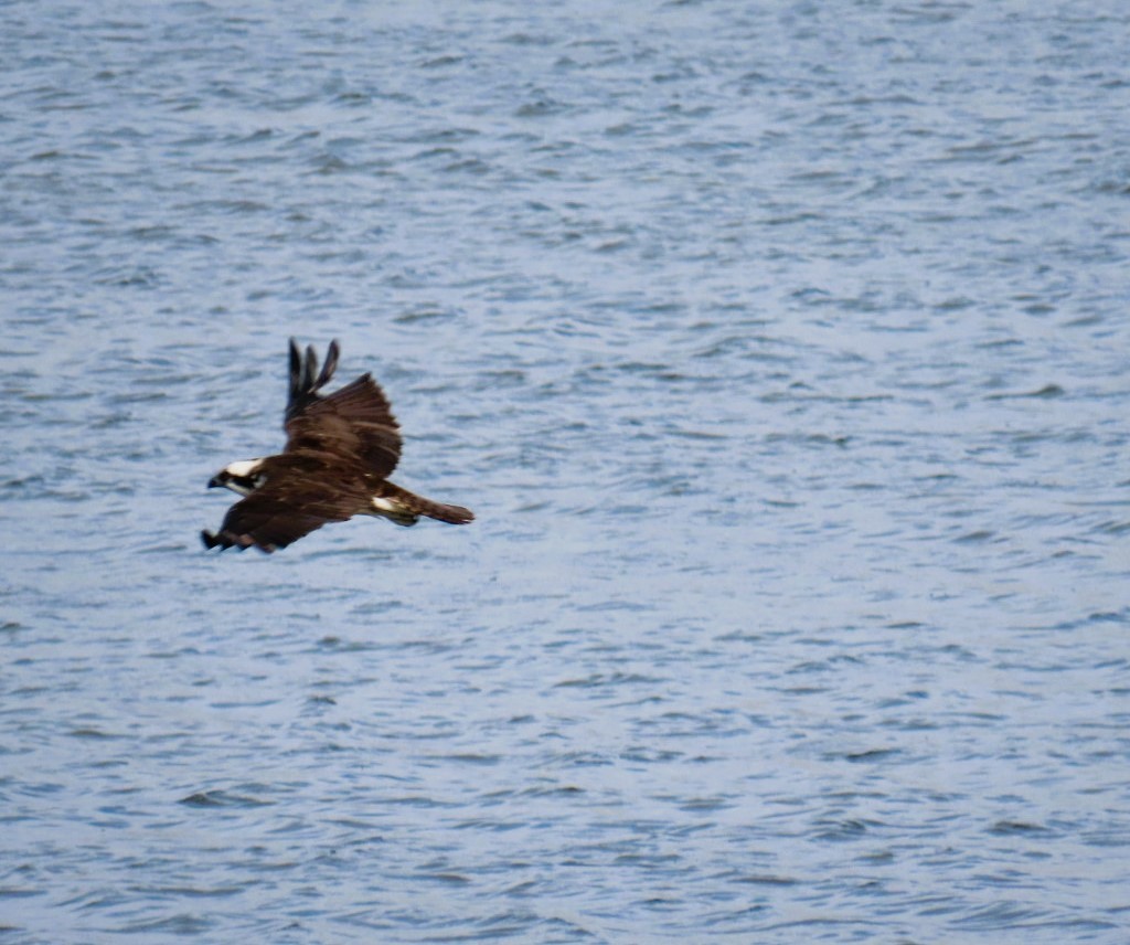 Balbuzard pêcheur - ML617681789