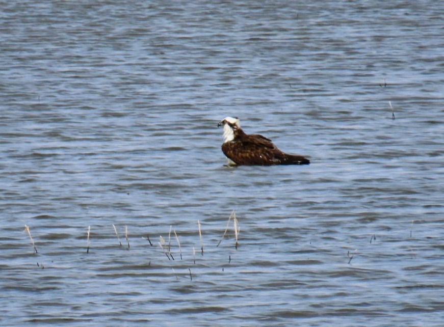 Osprey - Natalie Tanner