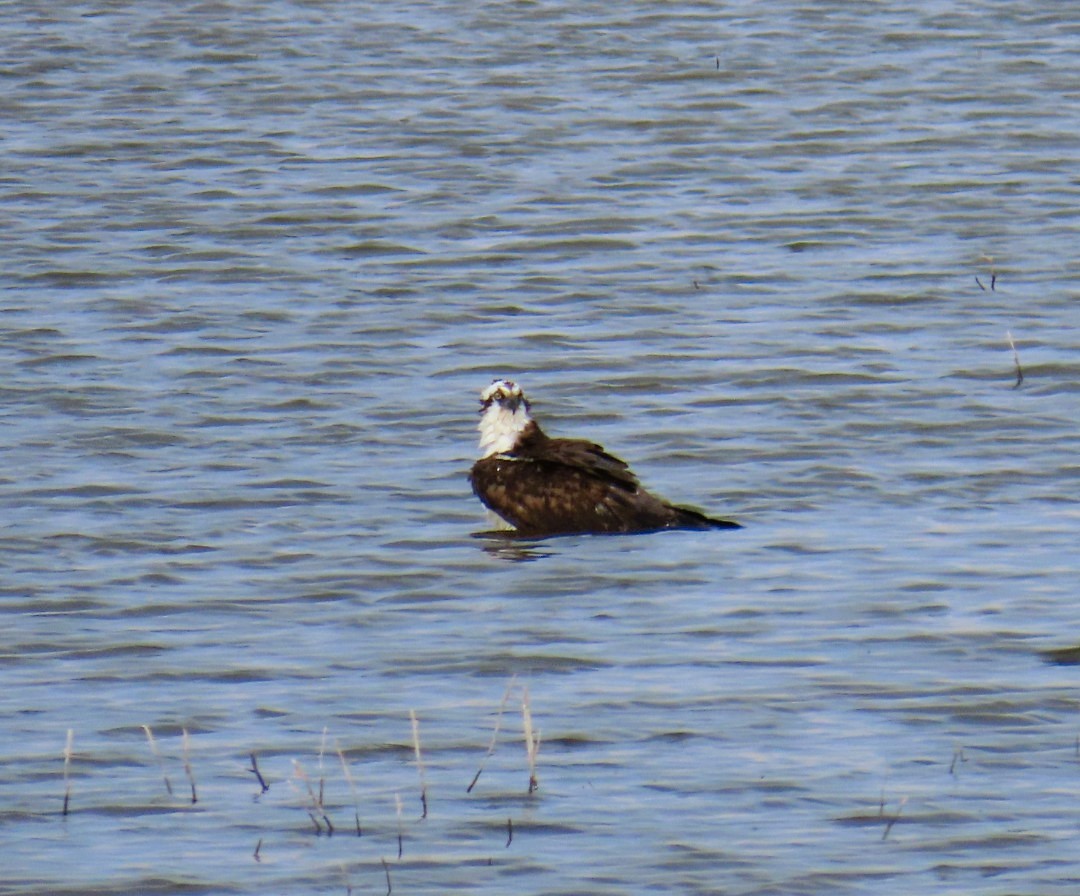 Balbuzard pêcheur - ML617681791