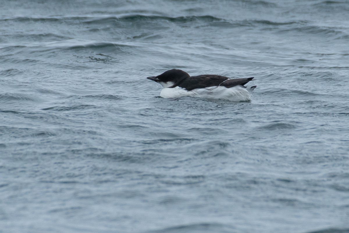 Thick-billed Murre - ML617681793