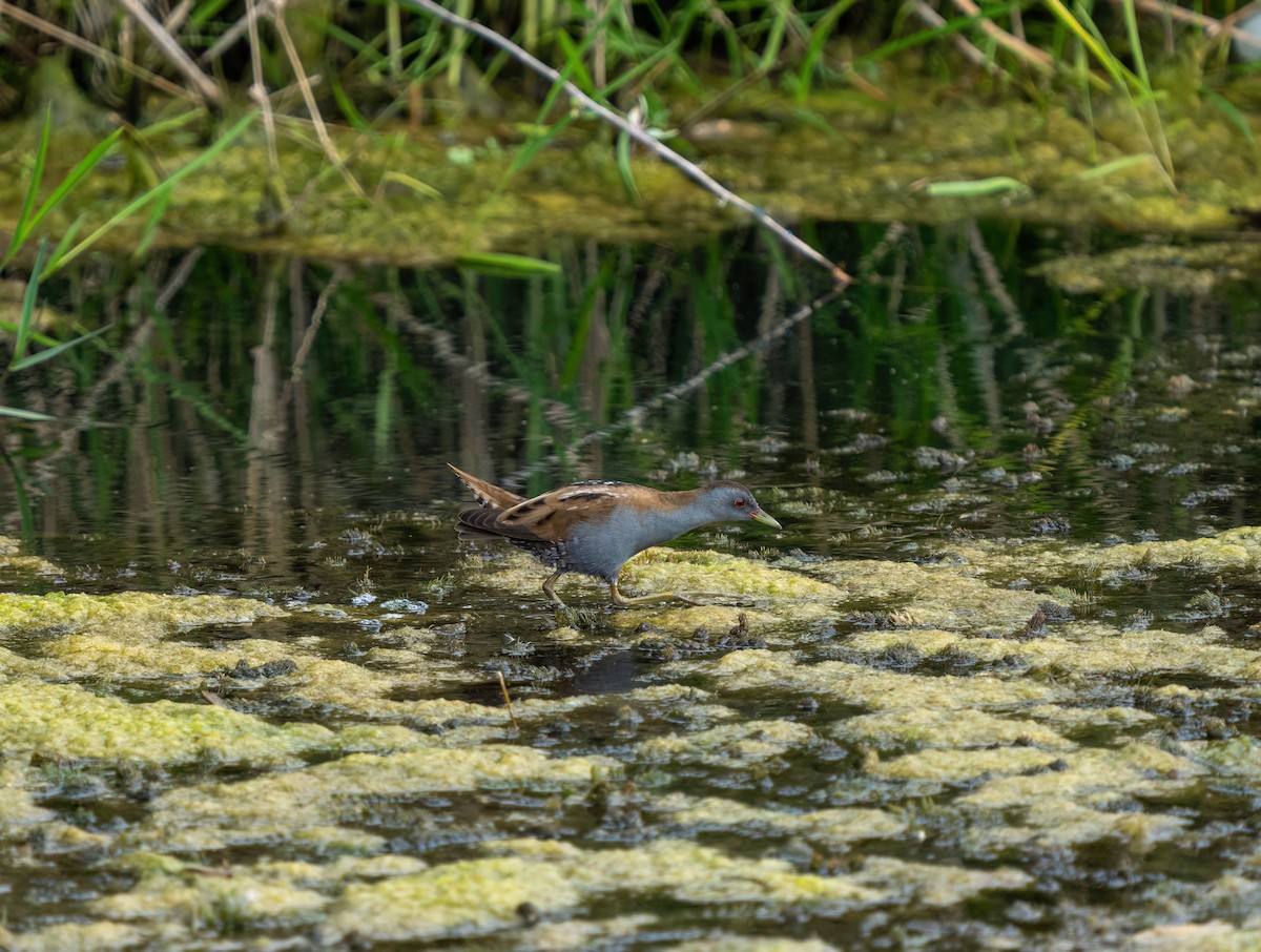 Little Crake - ML617681838