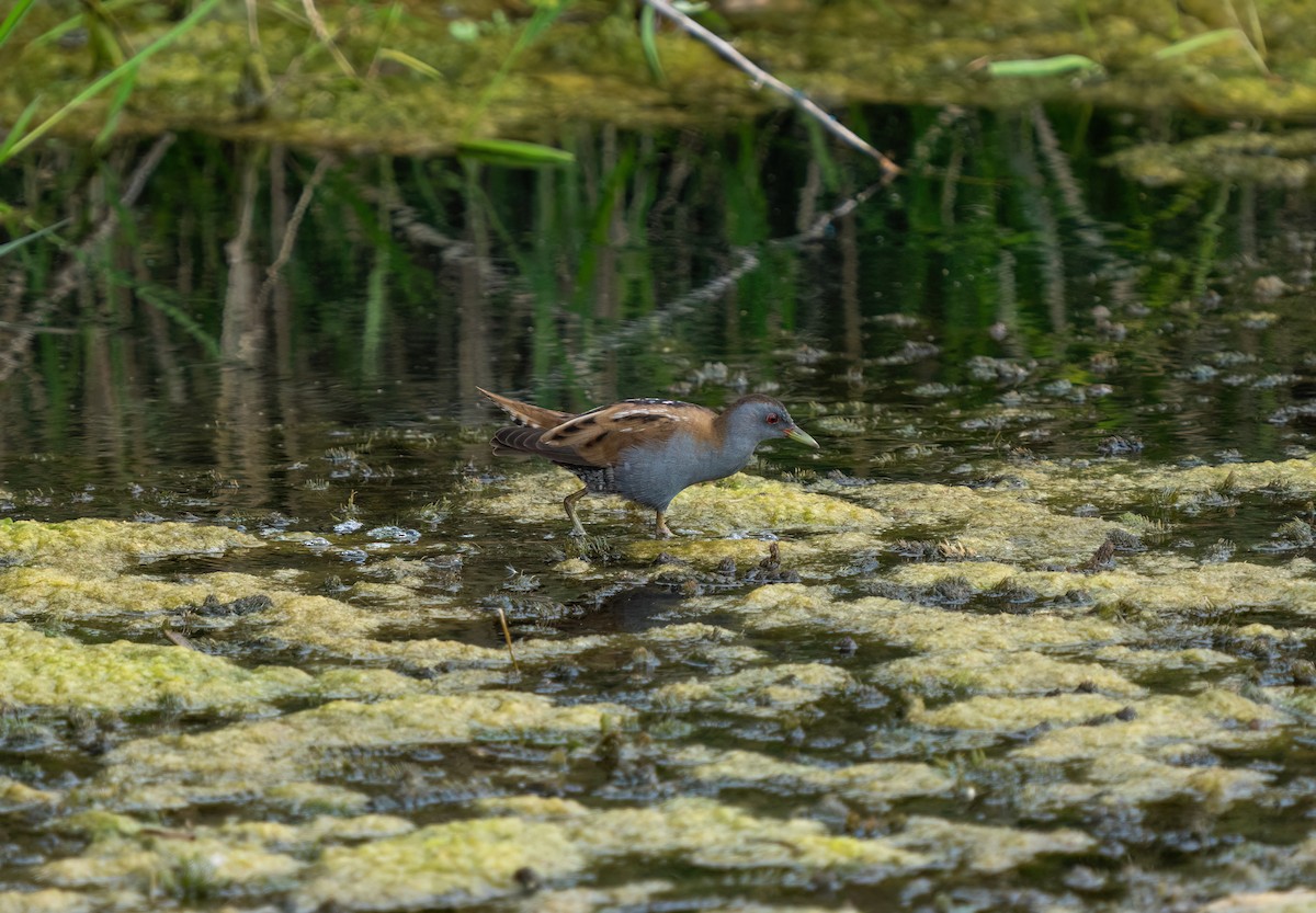 Little Crake - ML617681839