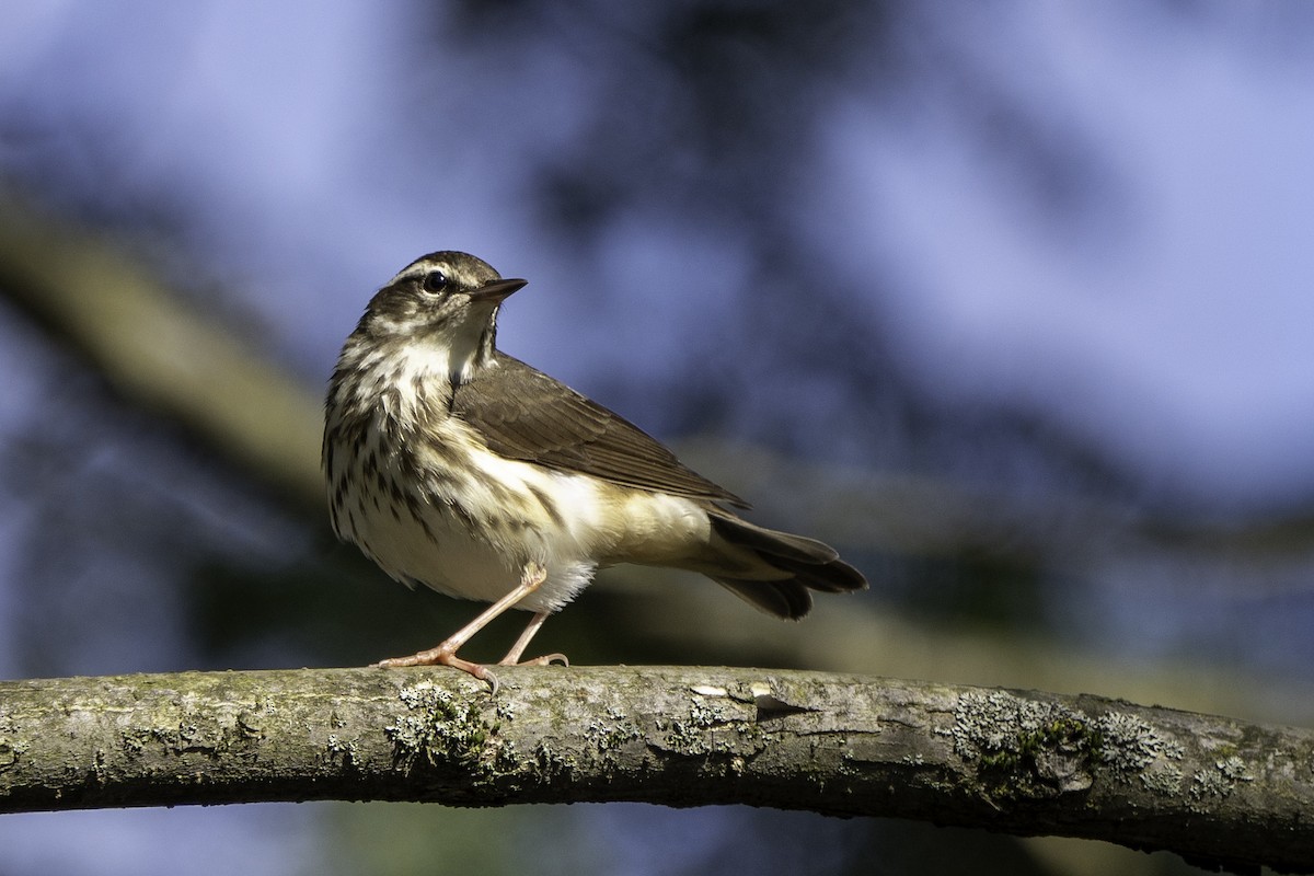 Louisiana Waterthrush - ML617681878