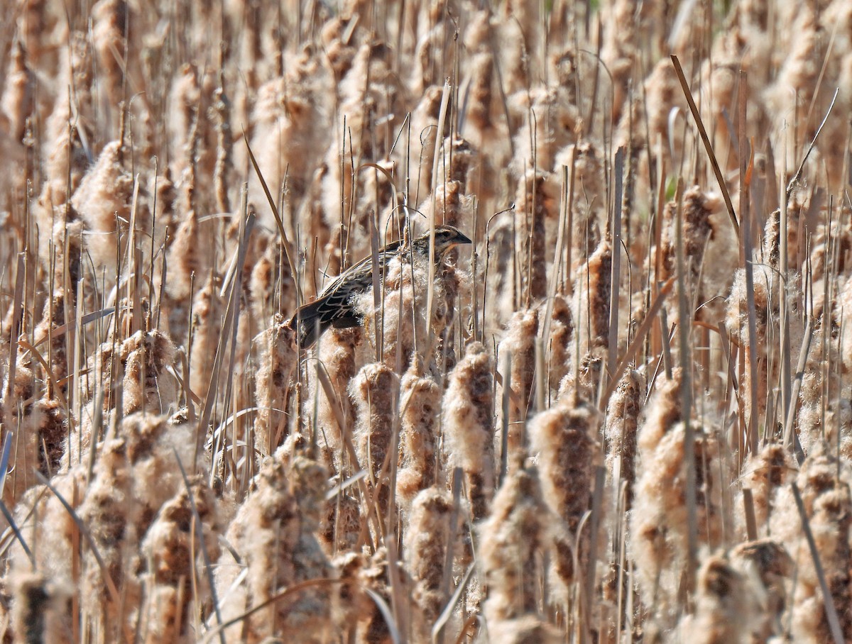 Red-winged Blackbird - Nicole H