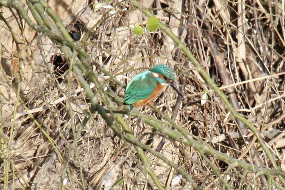 Common Kingfisher - ML617681894