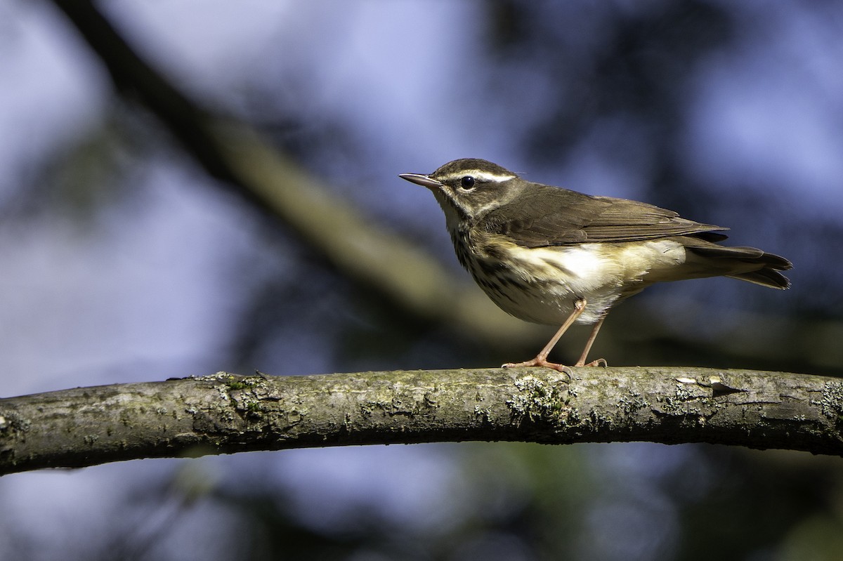 Louisiana Waterthrush - Ben Nieman